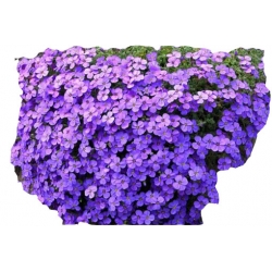 Nasiona Żagwin Aubrieta szt.5 N89