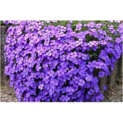 Nasiona Żagwin fiolet szt.5 Nxx89