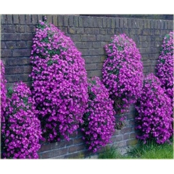 Nasiona Żagwin fiolet szt.5 Nxx89