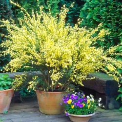 Nasiona Żarnowiec miotlasty żółty szt.10 Nxx655