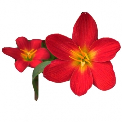 Nasiona Zefirant czerwony szt2. N464