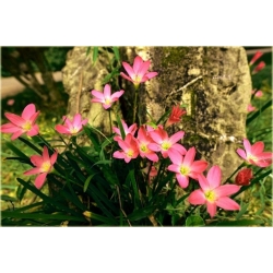 Nasiona Zefirant czerwony szt2. Nxx464