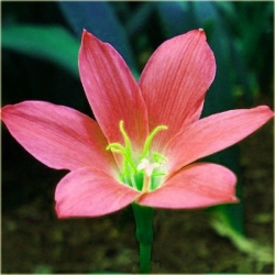 Nasiona Zefirant czerwony szt2. Nxx464