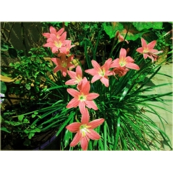 Nasiona Zefirant czerwony szt2. Nxx464