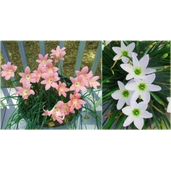 Nasiona Zefirant czerwony szt2. Nxx464