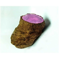 Nasiona Żeń-szeń korzeń warzywo lecznicze szt.5 N472