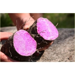 Nasiona Żeń-szeń korzeń warzywo szt.5 Nxx472