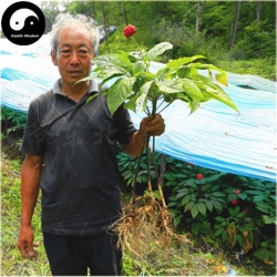 Nasiona Żeń-szeń korzeń warzywo szt.5 Nxx472