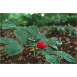 Nasiona Żeń-szeń korzeń warzywo szt.5 Nxx472