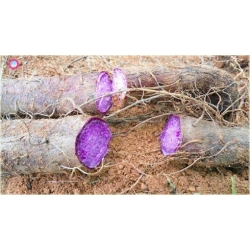 Nasiona Żeń-szeń korzeń warzywo szt.5 Nxx472