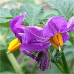 Nasiona Ziemniak fioletowy szt.5 Nxx408