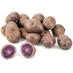 Nasiona Ziemniak fioletowy szt.5 Nxx408