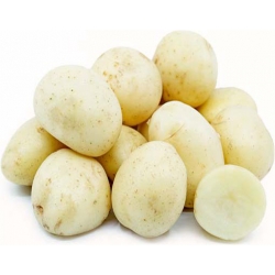 Nasiona Ziemniaki białe sałatkowe szt.5 N289