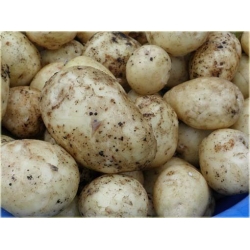 Nasiona Ziemniaki białe sałatkowe  szt.5 Nxx289