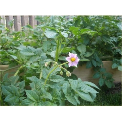 Nasiona Ziemniaki białe sałatkowe  szt.5 Nxx289