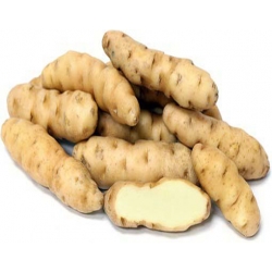 Nasiona Ziemniaki długie morelowe szt.5 N288