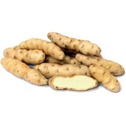 Nasiona Ziemniaki długie morelowe  szt.5 Nxx288