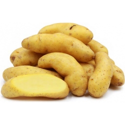 Nasiona Ziemniaki długie morelowe  szt.5 Nxx288