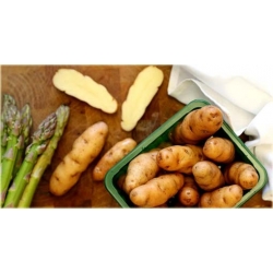 Nasiona Ziemniaki długie morelowe  szt.5 Nxx288