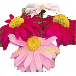 Nasiona Złocień dalmatyński czerwono-różowy szt.5 N583