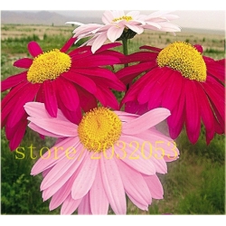 Nasiona Złocień dalmatyński czerw-róż szt.5 Nxx583