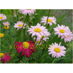 Nasiona Złocień dalmatyński czerw-róż szt.5 Nxx583