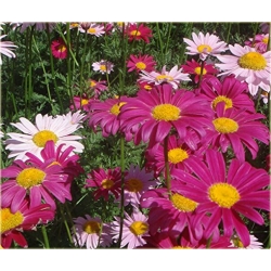 Nasiona Złocień dalmatyński czerw-róż szt.5 Nxx583