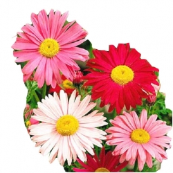 Nasiona Złocień mix szt.5 N354