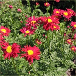 Nasiona Złocień mix szt.5 Nxx354