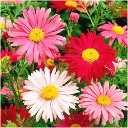 Nasiona Złocień mix szt.5 Nxx354