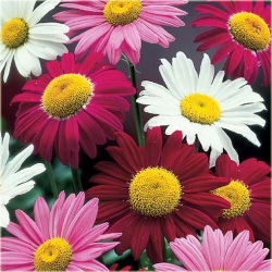 Nasiona Złocień mix szt.5 Nxx354