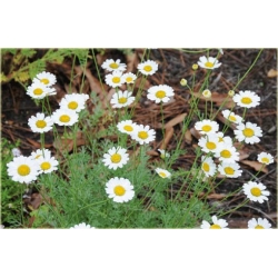 Nasiona Złocień mix szt.5 Nxx354