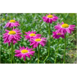 Nasiona Złocień mix szt.5 Nxx354