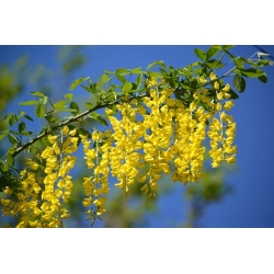 nasiona Złotokap pospolity Laburnum anagyroides szt5 Fore199