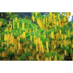 nasiona Złotokap pospolity Laburnum anagyroides szt5 Fore199