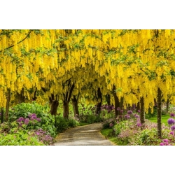 nasiona Złotokap pospolity Laburnum anagyroides szt5 Fore199