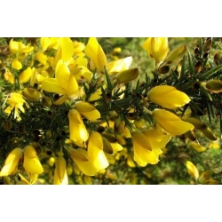 nasiona Złotokap pospolity Laburnum anagyroides szt5 Fore199