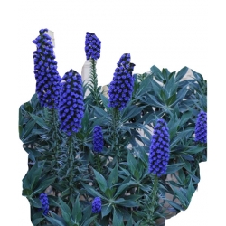 Nasiona Żmijowiec Szmaragdowy szt5 N69