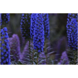 Nasiona Żmijowiec Szmaragd szt5 Nxx69