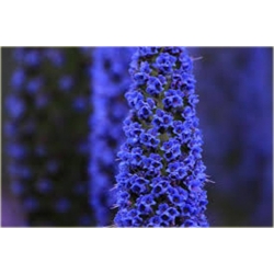 Nasiona Żmijowiec Szmaragd szt5 Nxx69