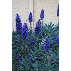 Nasiona Żmijowiec Szmaragd szt5 Nxx69