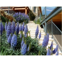 Nasiona Żmijowiec Szmaragd szt5 Nxx69