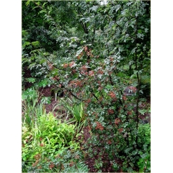 Nasiona Żółtodrzew chiński szt. 5 Nxx407