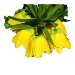Nasiona Cesarska korona żółta szt.5 N169