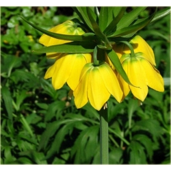 Nasiona Cesarska korona żółta szt.5 Nxx169