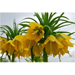 Nasiona Cesarska korona żółta szt.5 Nxx169