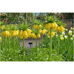 Nasiona Cesarska korona żółta szt.5 Nxx169