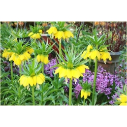 Nasiona Cesarska korona żółta szt.5 Nxx169