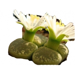 Nasiona Żywe kamienie mix szt.10 N3