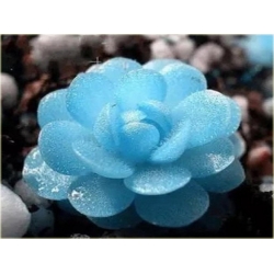 Nasiona Żywe kamienie szt.10 Nxx3